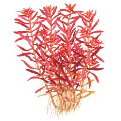 Rotala rotundifolia Blood Red set ovenfra i 1-2-Grow bæger