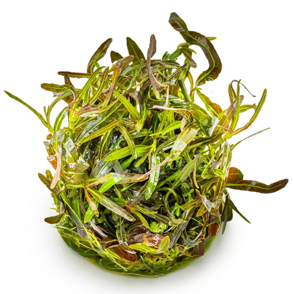 Hygrophila lancea Araguaia 1-2-Grow!