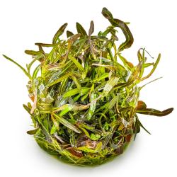 Hygrophila lancea Araguaia 1-2-Grow!