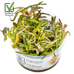 Tropica Hygrophila lancea Araguaia 1-2-Grow akvarieplante