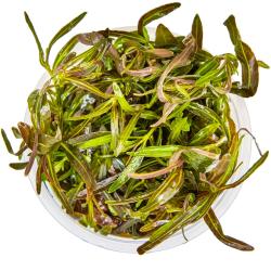 Hygrophila lancea Araguaia med smalle grønne og rødbrune blade
