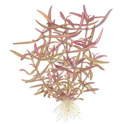 Tropica 1-2-Grow Hygrophila Araguaia i forseglet bæger