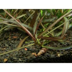 Rødviolet akvarieplante Hygrophila lancea Araguaia