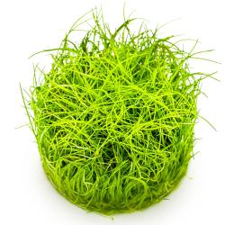 Tropica Eleocharis pusilla Mini 1-2-Grow akvarieplante