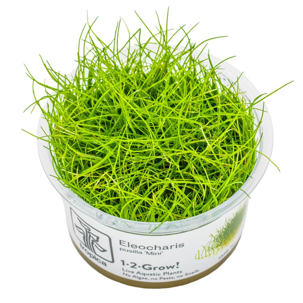 Eleocharis pusilla Mini 1-2-Grow!
