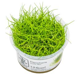 Eleocharis pusilla Mini 1-2-Grow!