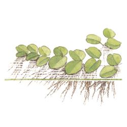 Tropica Salvinia minima flydeplante set ovenfra