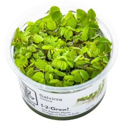 Salvinia minima flydeplante 1-2-Grow!