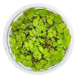 Tropica Salvinia minima 1-2-Grow flydeplante i bæger