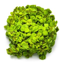 Salvinia minima med små lysegrønne vandafvisende blade