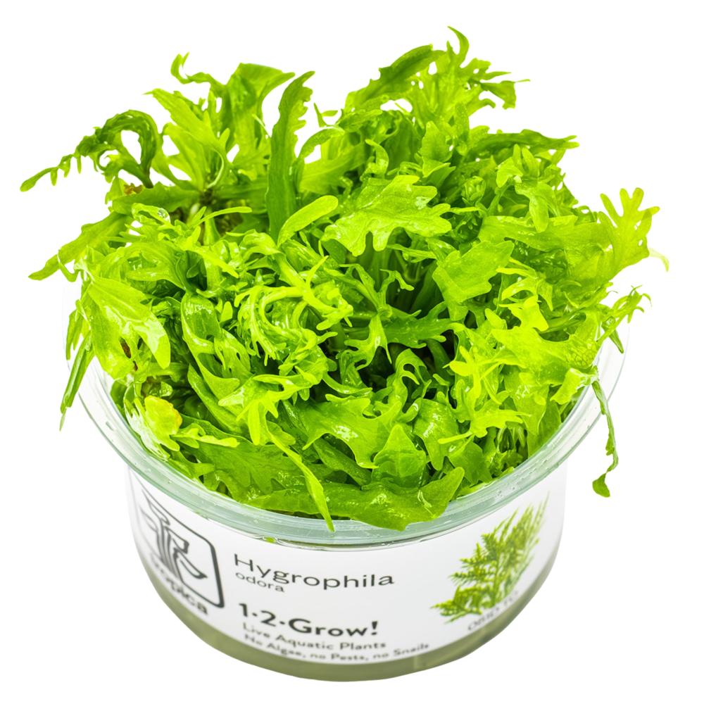 Hygrophila odora 1-2-Grow!