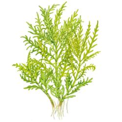 Tropica Hygrophila odora med dekorativ busket vækst