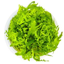 Tropica Hygrophila odora 1-2-Grow akvarieplante i bæger