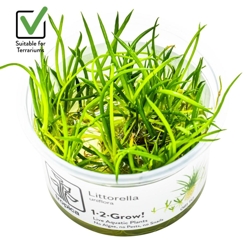 Littorella uniflora 1-2-Grow! | Tropica