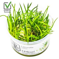 Littorella uniflora 1-2-Grow! | Tropica