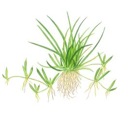 Littorella uniflora 1-2-Grow i Tropica bæger