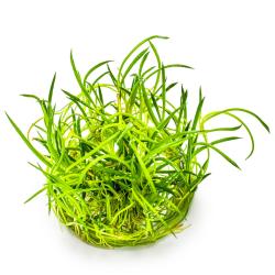 Tropica Littorella uniflora 1-2-Grow akvarieplante set ovenfra