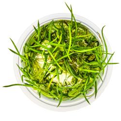 Littorella uniflora med smalle grønne blade i vævskultur