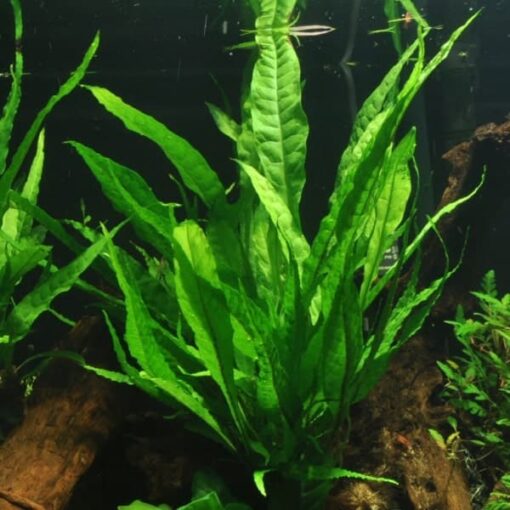 Microsorum pteropus XL planter