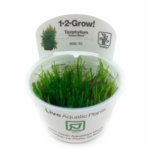 Taxiphyllum alternans Taiwan Moss 1-2-Grow