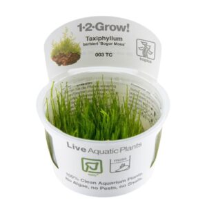 Taxiphyllum barbieri Bogor Moss 1-2-Grow